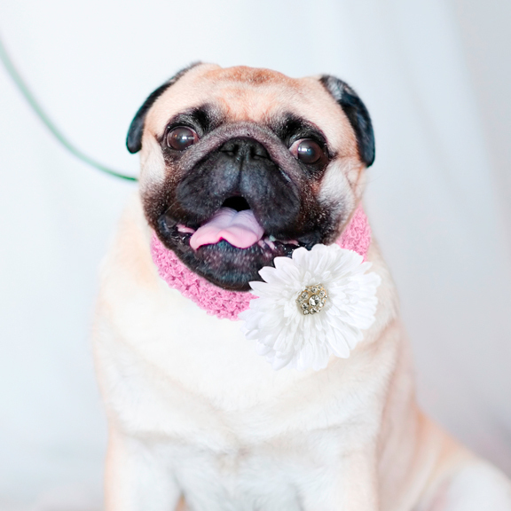 Wedding Dog Flower