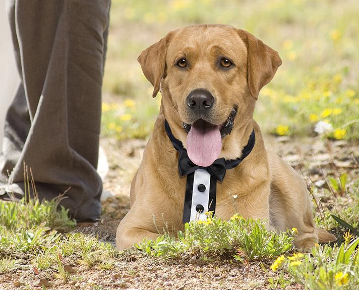 Wedding Dog Tie